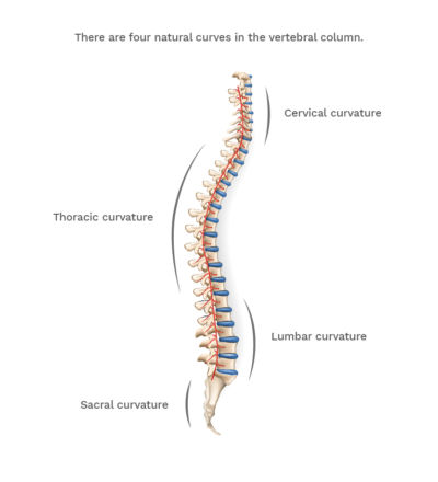 spine curvature